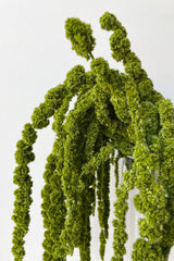 detail shot of the olive colored preserved amaranthus bunch.