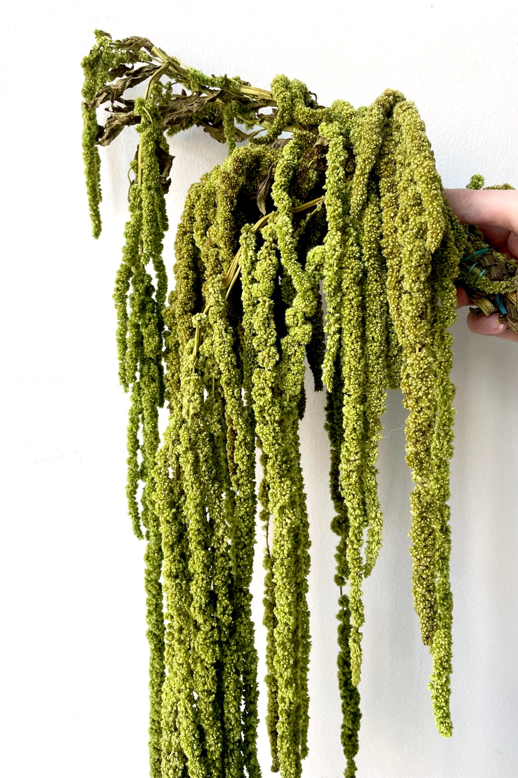 A frontal view of a bunch of Amaranthus Light Green Color Preserved floral  ©Sprout Home