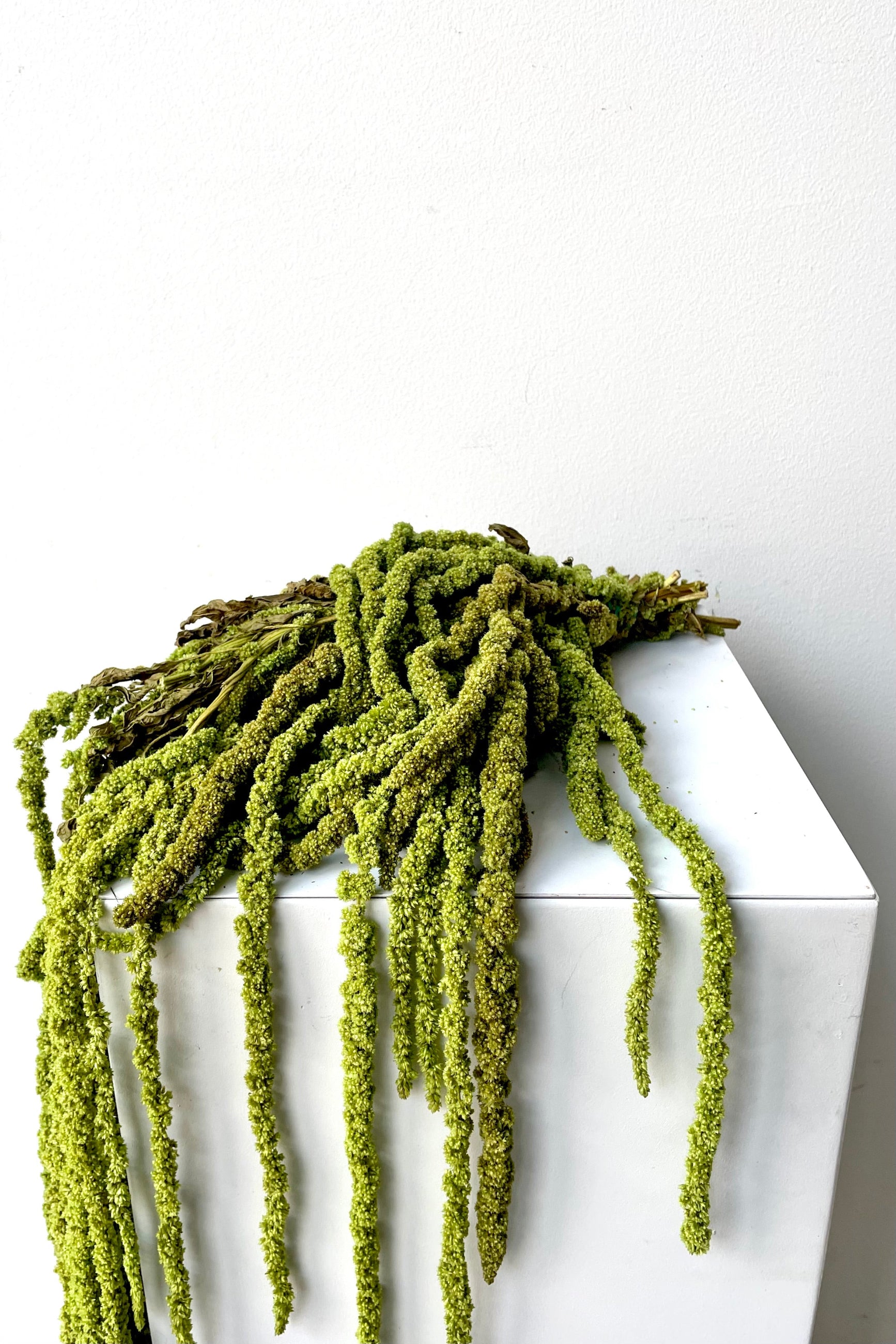 A slight overhead view of a bunch of Amaranthus Light Green Color Preserved floral ©Sprout Home