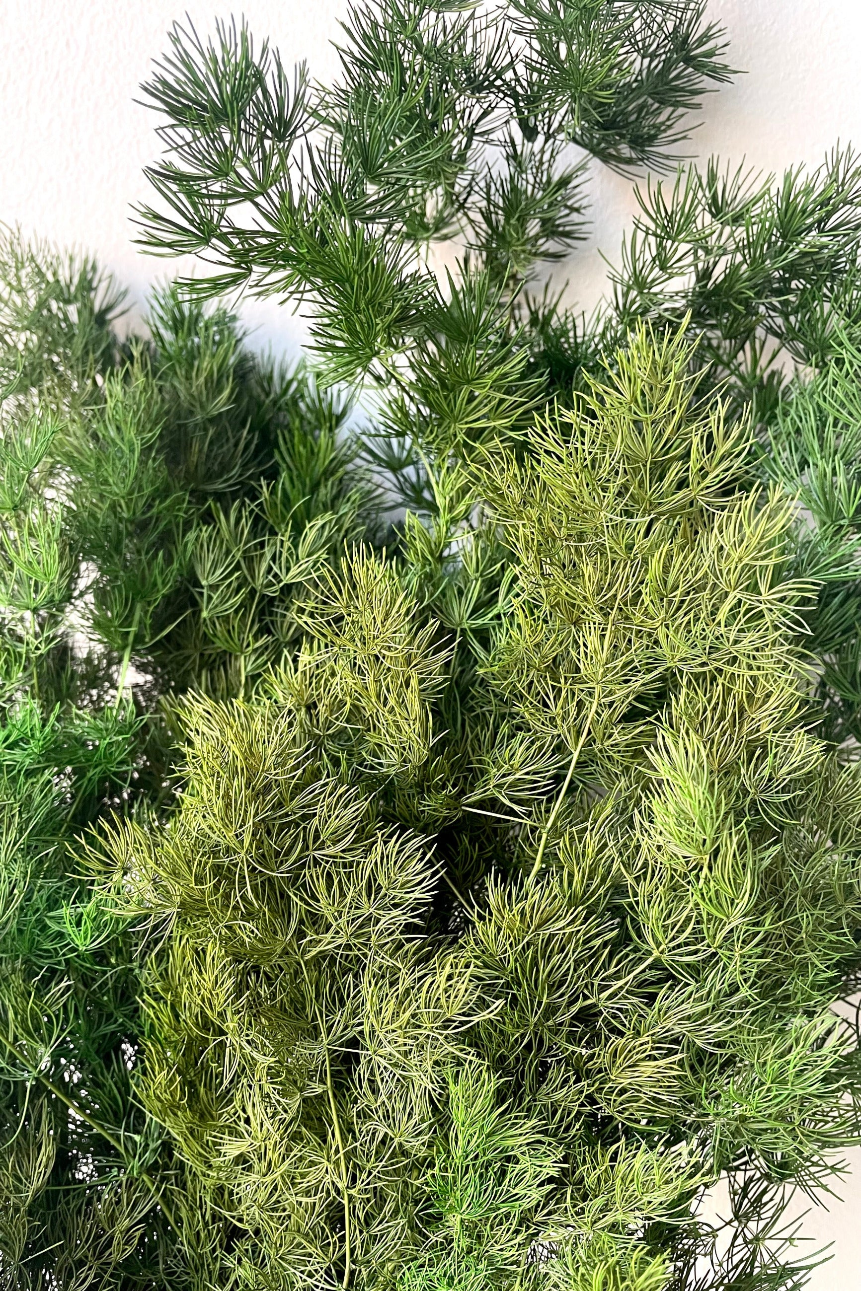 A detailed view of a bunch of Asparagus ming Natural Color Preserved floral against a white backdrop ©Sprout Home