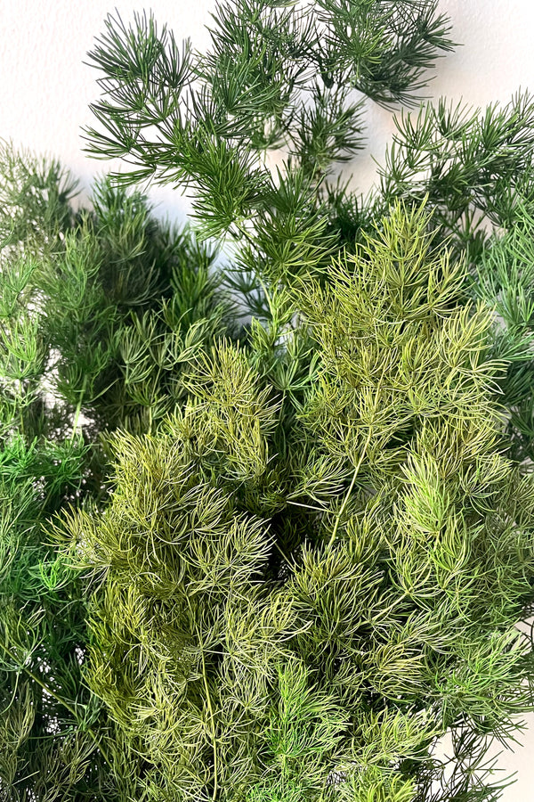 A detailed view of a bunch of Asparagus ming Natural Color Preserved floral against a white backdrop