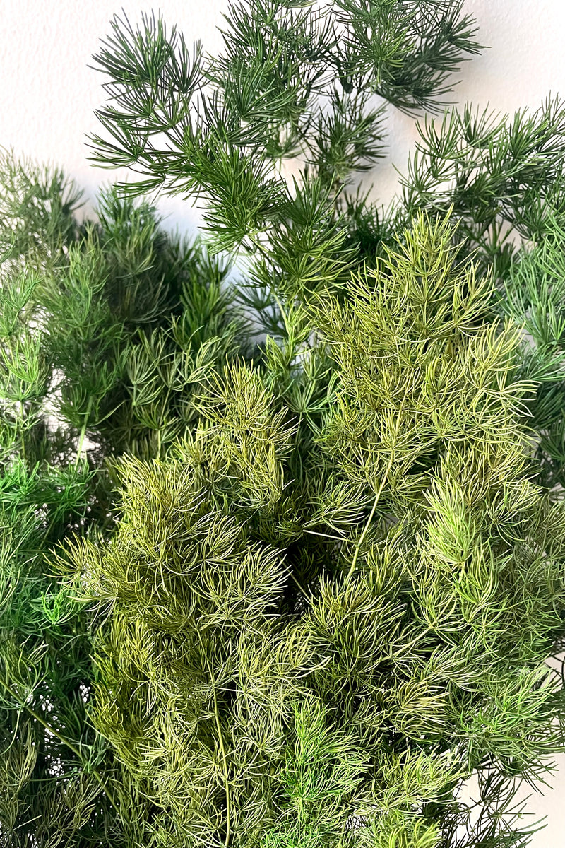 A detailed view of a bunch of Asparagus ming Natural Color Preserved floral against a white backdrop