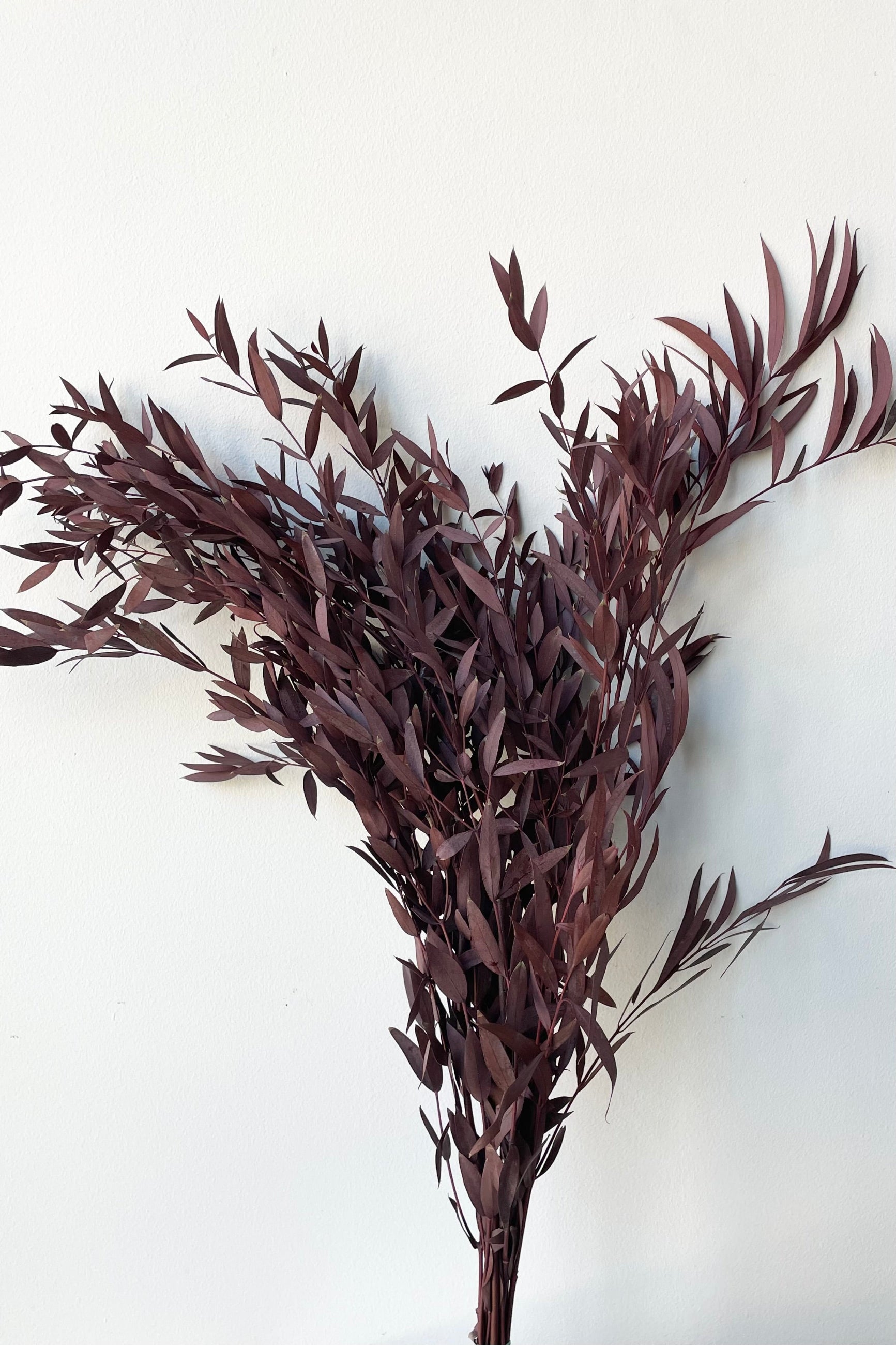 Bunch of burgundy dyed and preserved eucalyptus parvifolia against a white wall.  ©Sprout Home