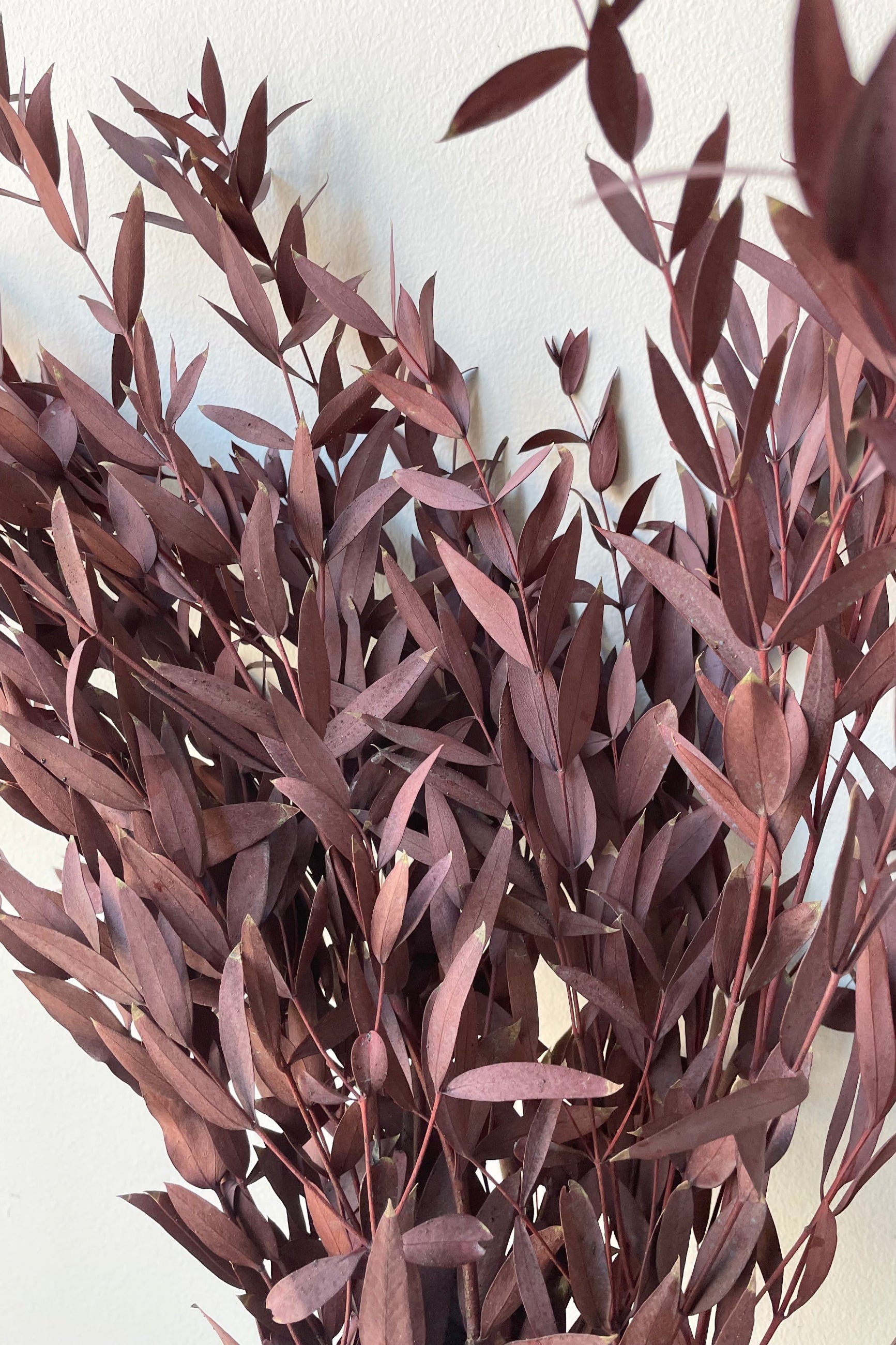 Up close picture of the dyed burgundy and preserved leaves of the eucalyptus parvifolia ©Sprout Home