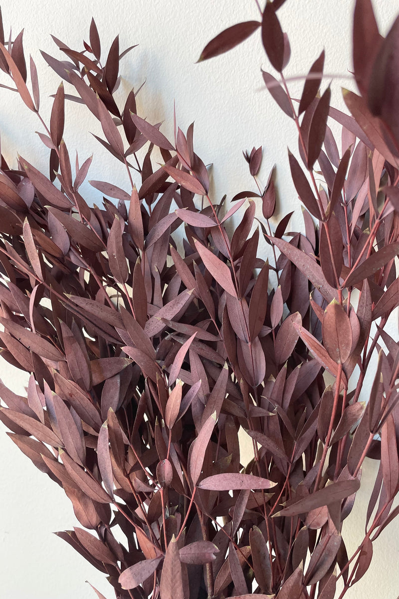 Up close picture of the dyed burgundy and preserved leaves of the eucalyptus parvifolia.