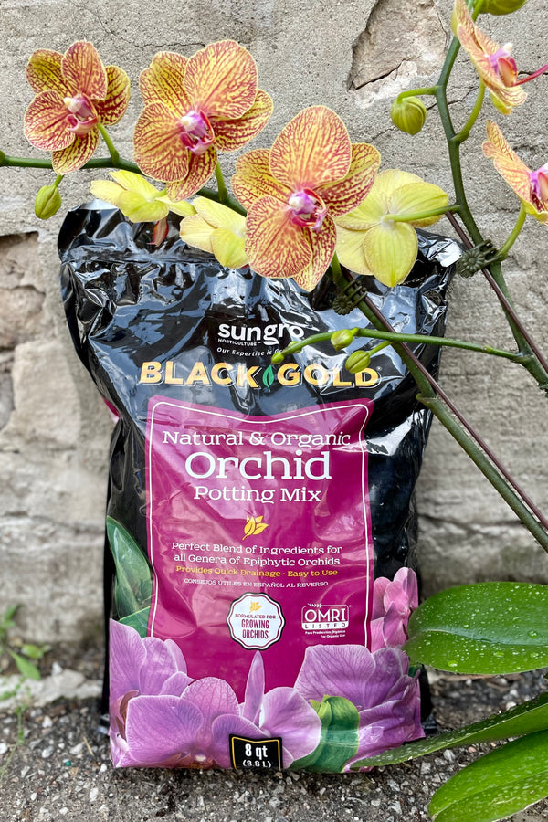Black Gold Orchid Mix 8 quart next to an orchid flower against a grey wall