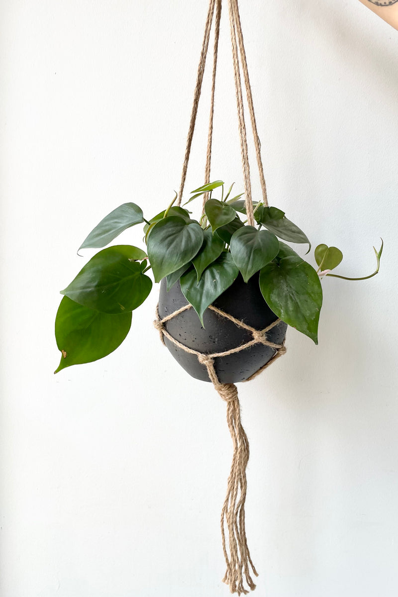 The natural jute macrame hanger holding a black orb small pot and a philodendron.