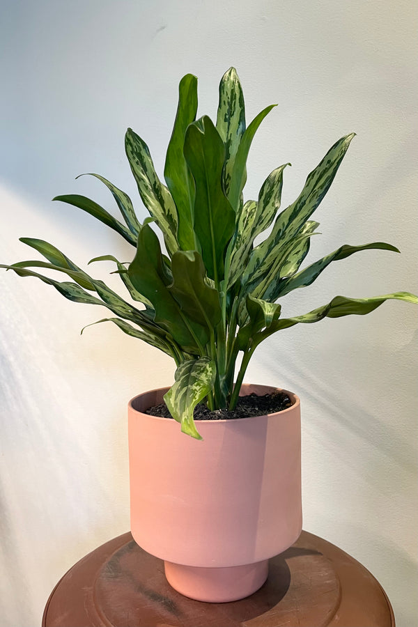 Photo of Aglaonema Juliette in ochre Collector's Grow Pot