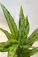 Photo of green narrow leaves of Aglaonema Romeo