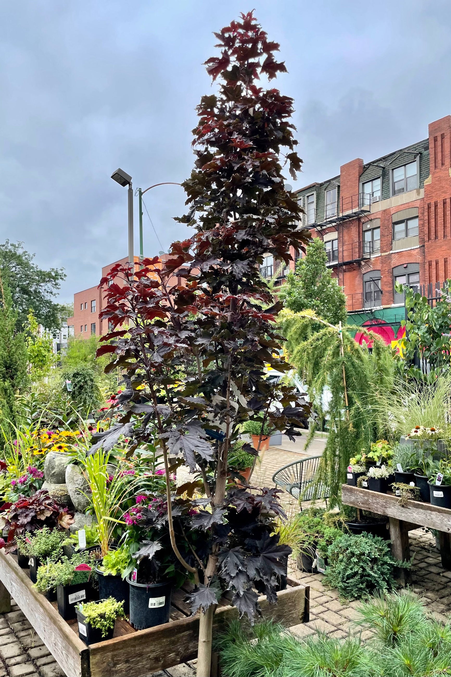 Acer platanoides 'Crimson Sentry' tree in a #10 growers pot showing its dark purple foliage against the blue sky and Sprout Home yard the beginning of September. ©Sprout Home