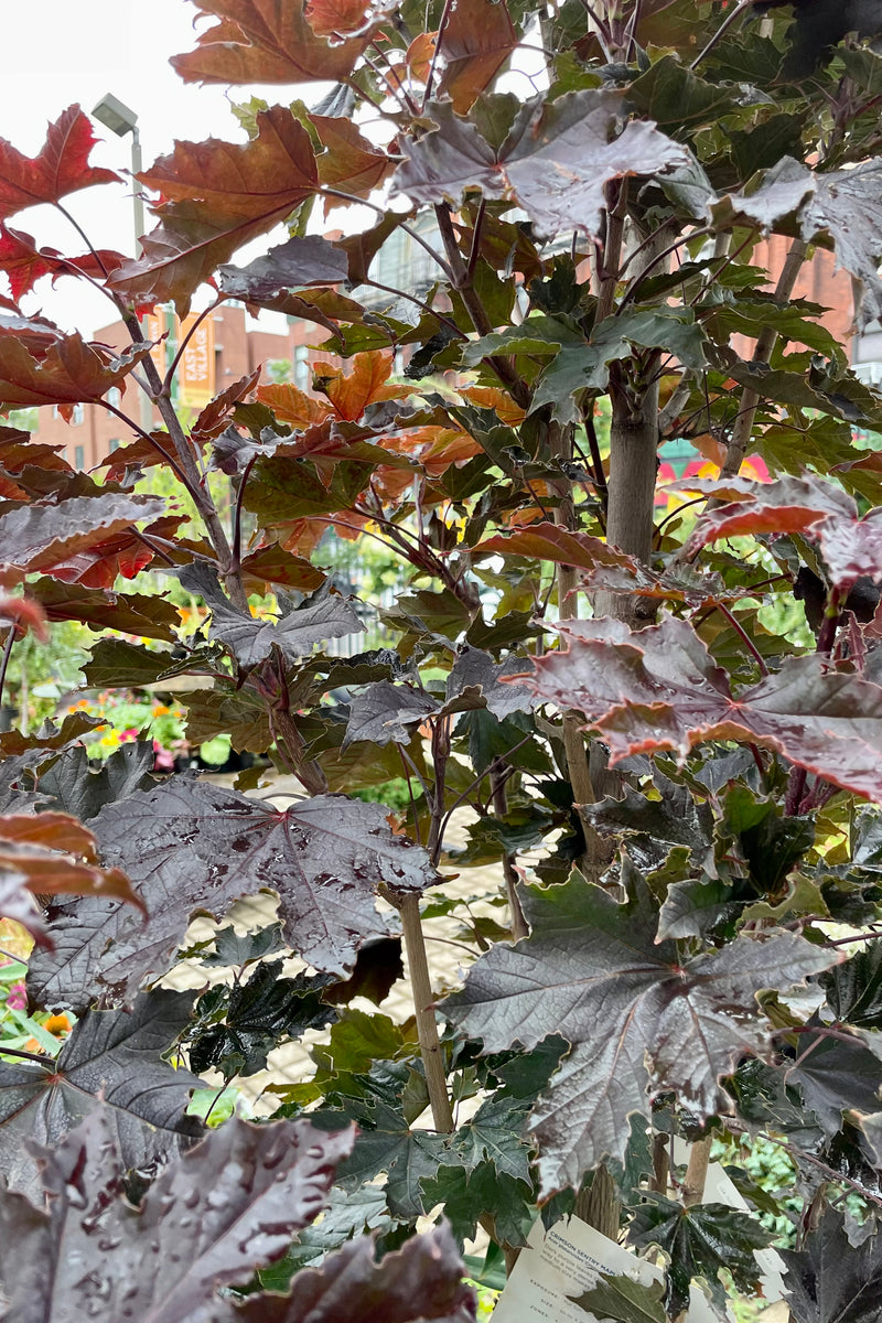 A detail picture of the dark purple leaves of the Crimson Sentry Maple the beginning of September