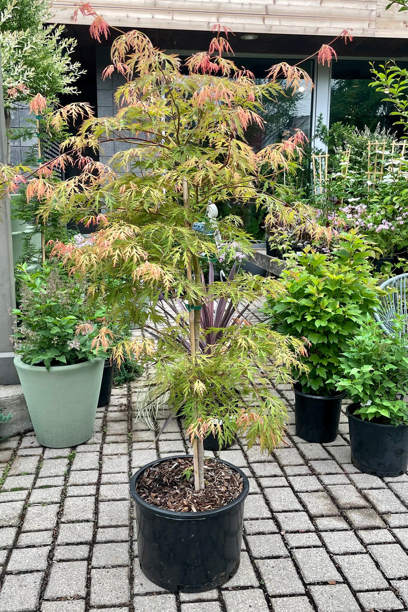Late spring leaf coloration of light green to auburn on the serrated leaves of the Acer 'Ice Dragon' mid May in at Sprout Home in a #6 growers pot. 