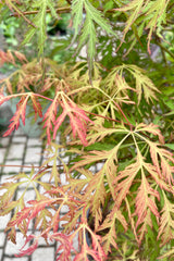 Late spring leaf coloration of light green to auburn on the serrated leaves of the Acer 'Ice Dragon' mid May in at Sprout Home. 