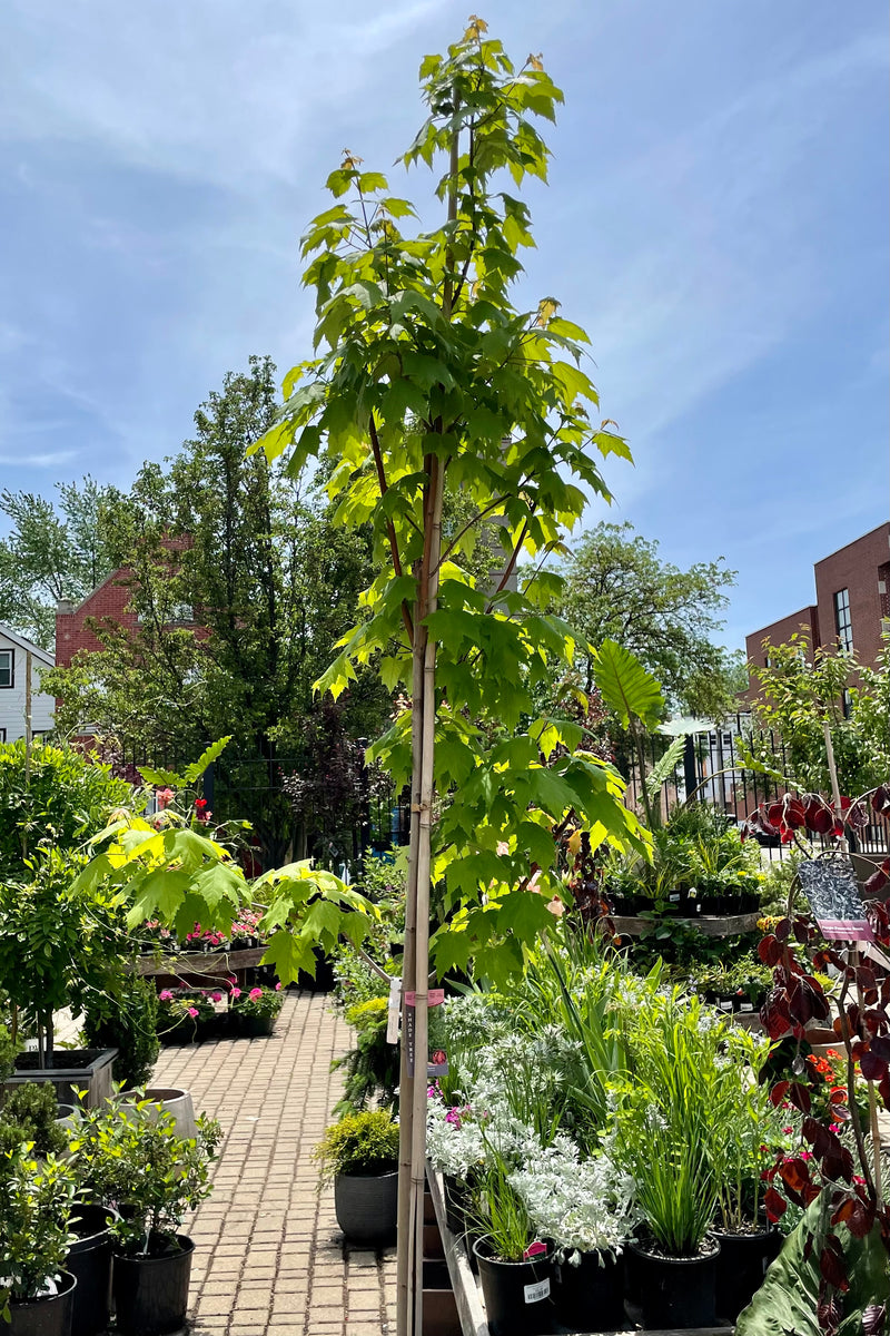 #10 Acer rubrum tree tall and slender showing green leaves the end of May in the Sprout Home yard with neighboring garden center plants and the sky.