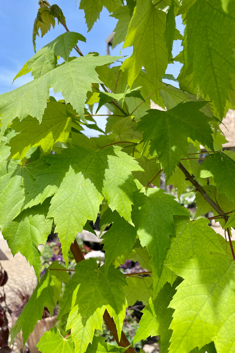 The green serrated leaves of the Acer rub tree against the blue sky lat May in the Sprout Home yard. 