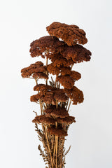 Bundle of preserved brown Achillea against a white background