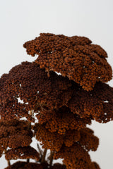 Close up of of preserved brown Achillea against a white background
