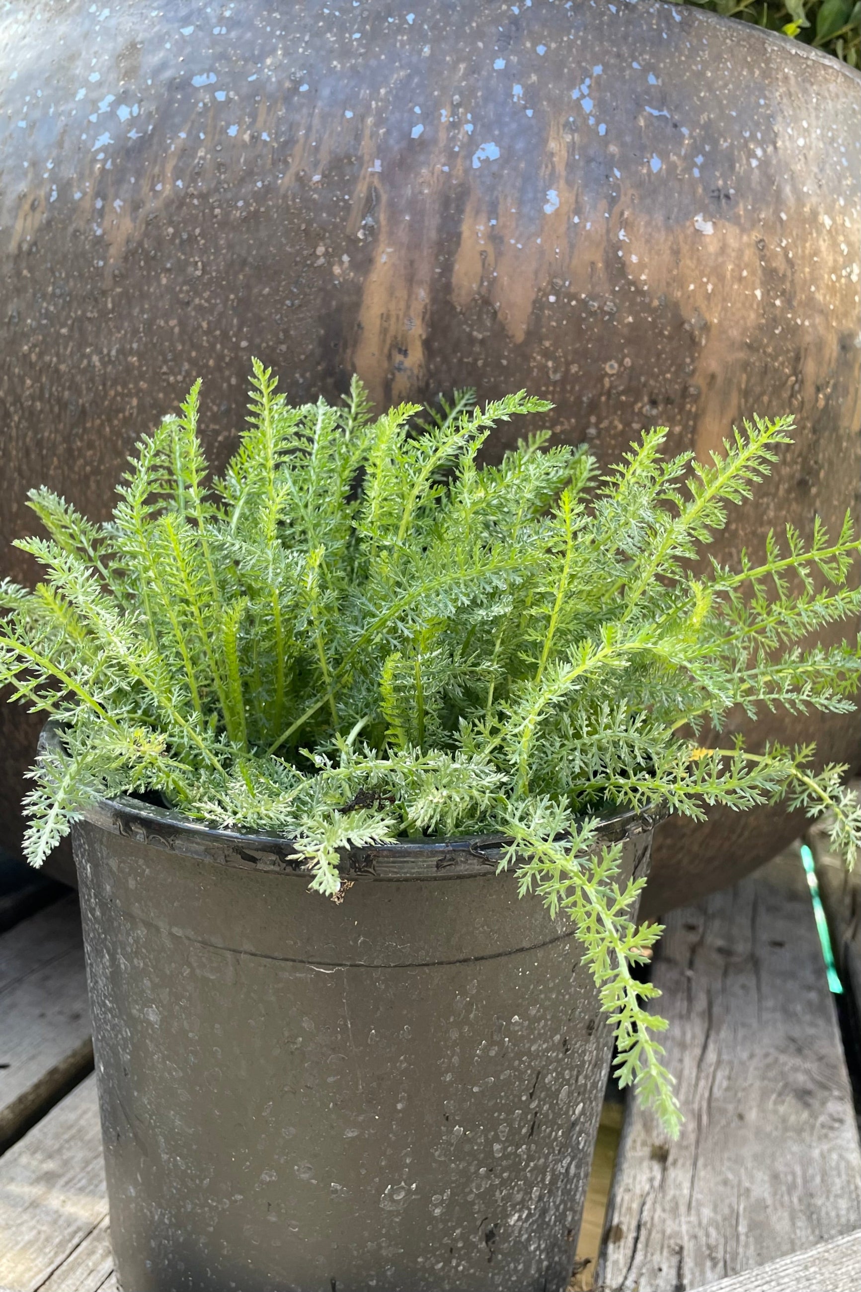 #1 pot of Achillea 'Saucy Seduction' just starting to push its fuzzy textural green leaves mid April ©Sprout Home
