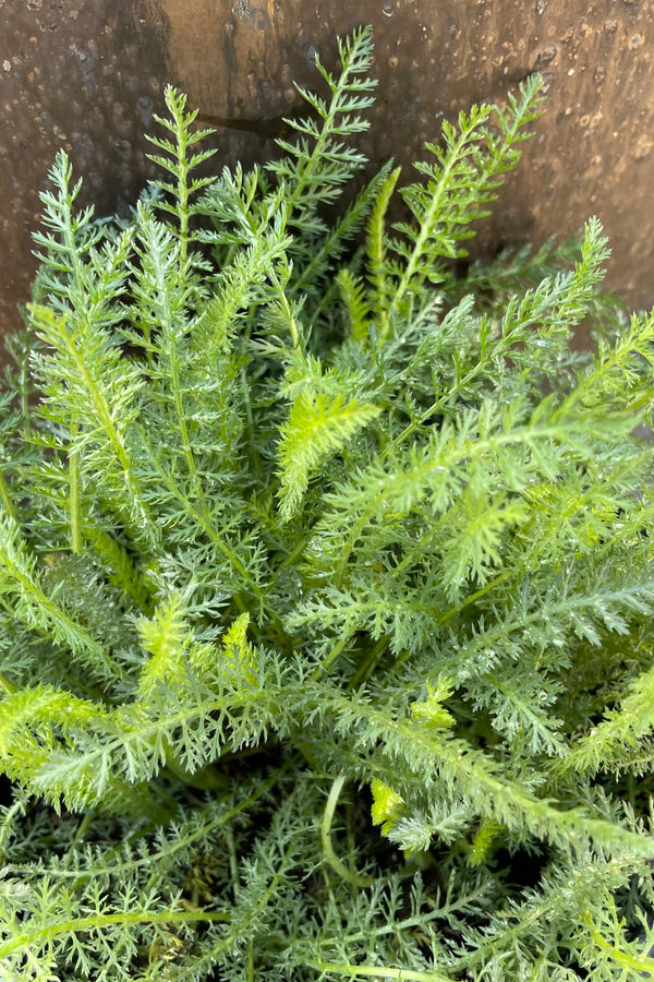 Up close picture of the fuzzy green fresh foliage in mid April on the Achillea 'Saucy Selection'.
