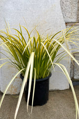 The Acorus 'Ogon' grass in a #1 growers pot against a grey wall.  