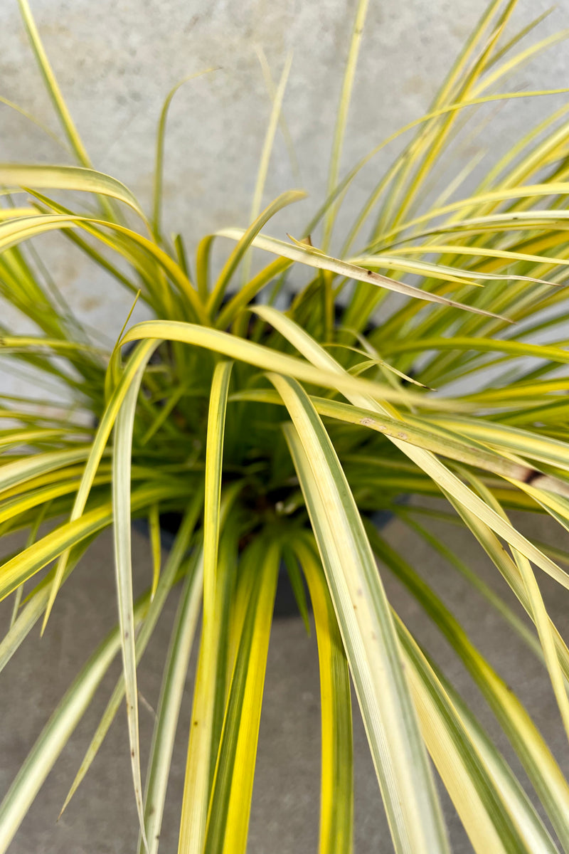 A detail picture of the bright yellow green blades of the Acorus 'Ogon' grass. 