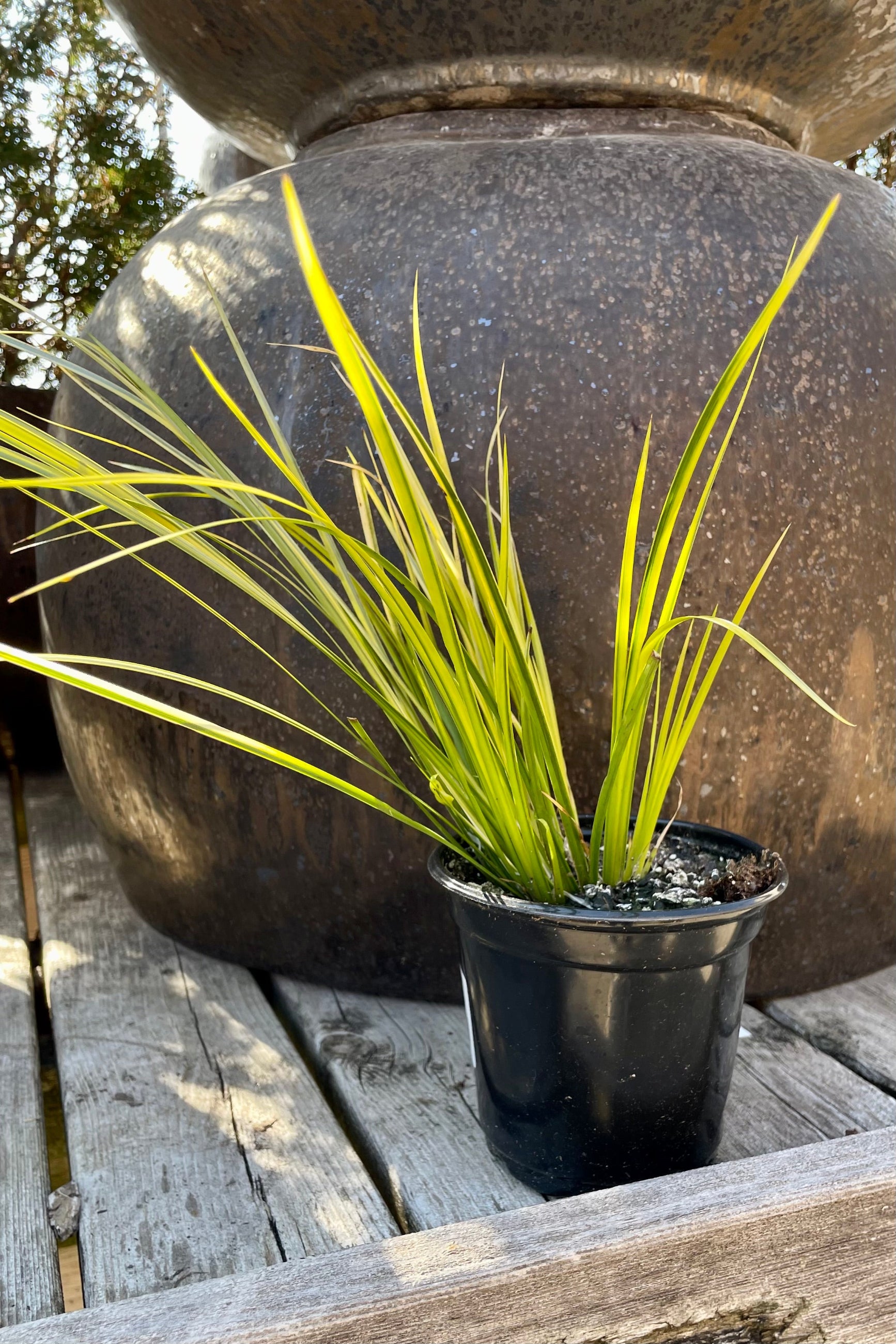 Across 'Ogon' in a 4.5" growers pot the beginning of sprout showing the striking yellow foliage.  ©Sprout Home