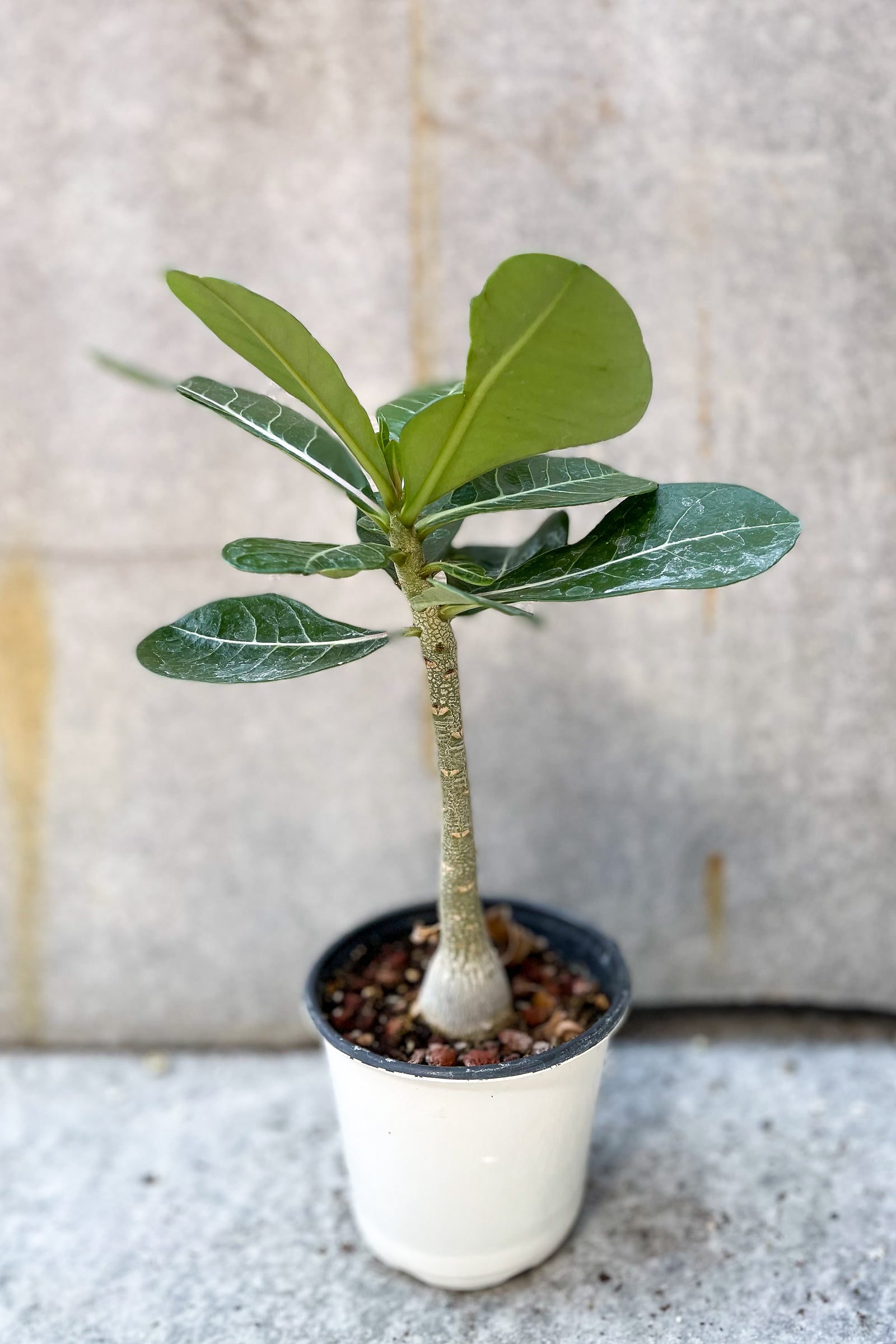 Adenium obesum "Desert Rose" 4" in front of grey background