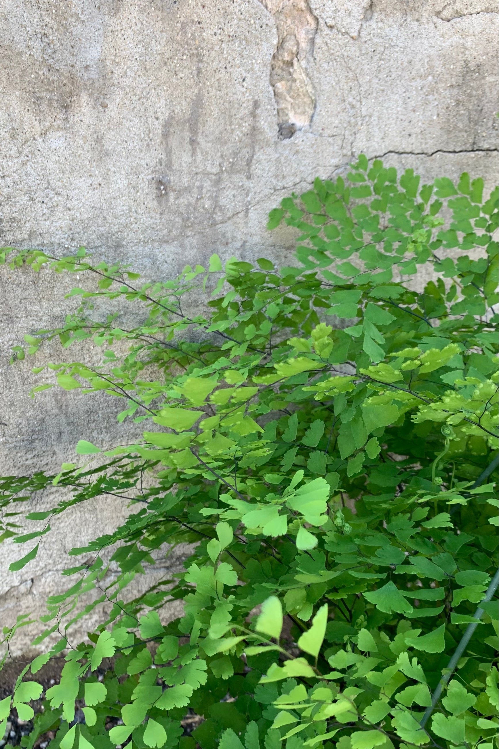 close up detail of dainty maidenhair fern ©Sprout Home