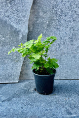 The Adiantum raddianum “Maidenhair Fern" sits against a grey backdrop in a four inch growers pot.
