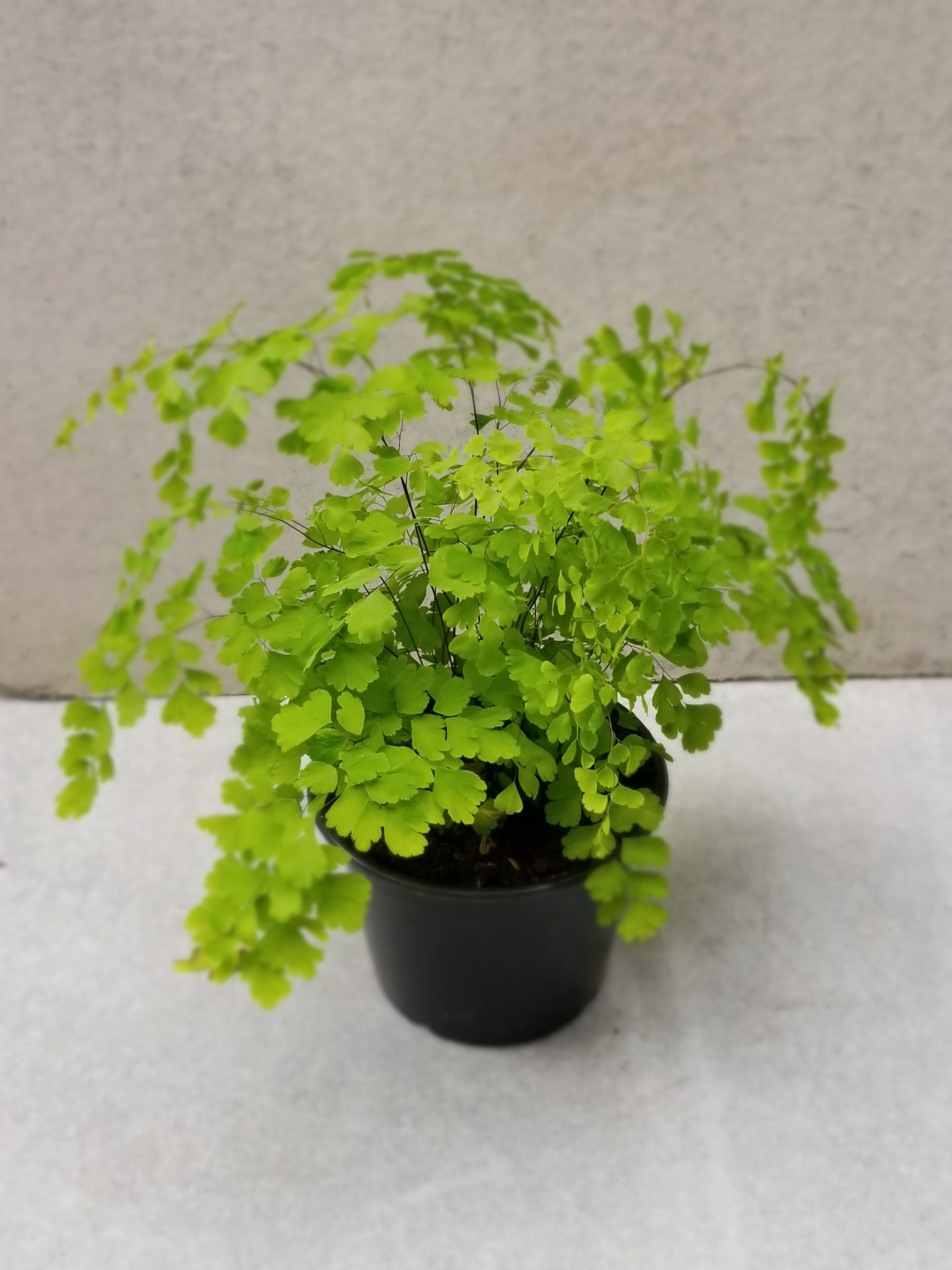 Adiantum raddianum fern against a gray wall in natural light. 