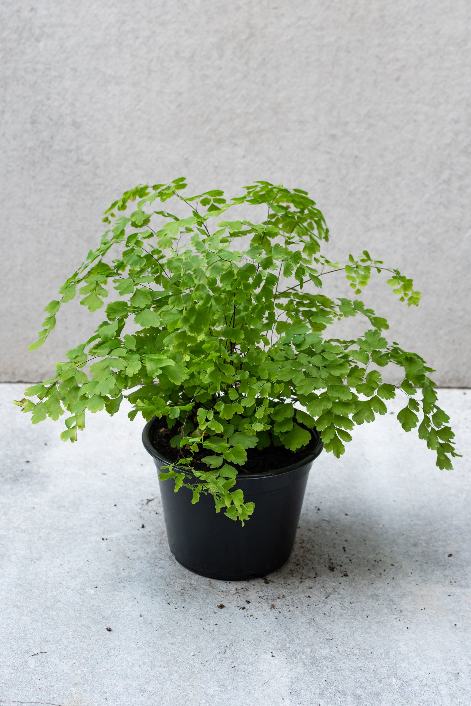 Maidenhair Fern in a 6" growers pot.