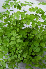 Details of a Maidenhair Fern foliage in natural light. 