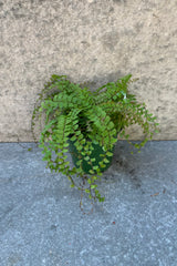 Adiantum caudate "Trailing Maidenhair" fern in a 4 inch pot. 