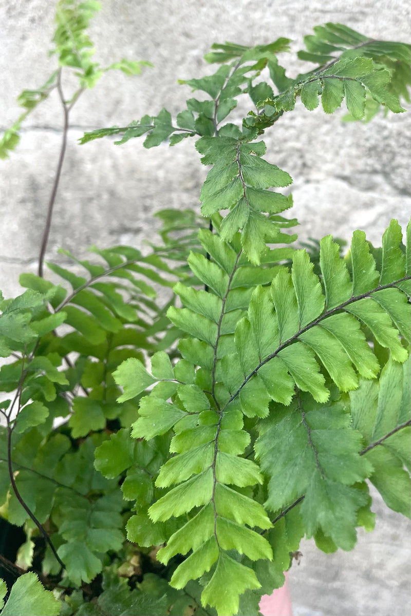 A detailed view of Adiantum hispidulum "Rosy Maidenhair" 4" against concrete backdrop