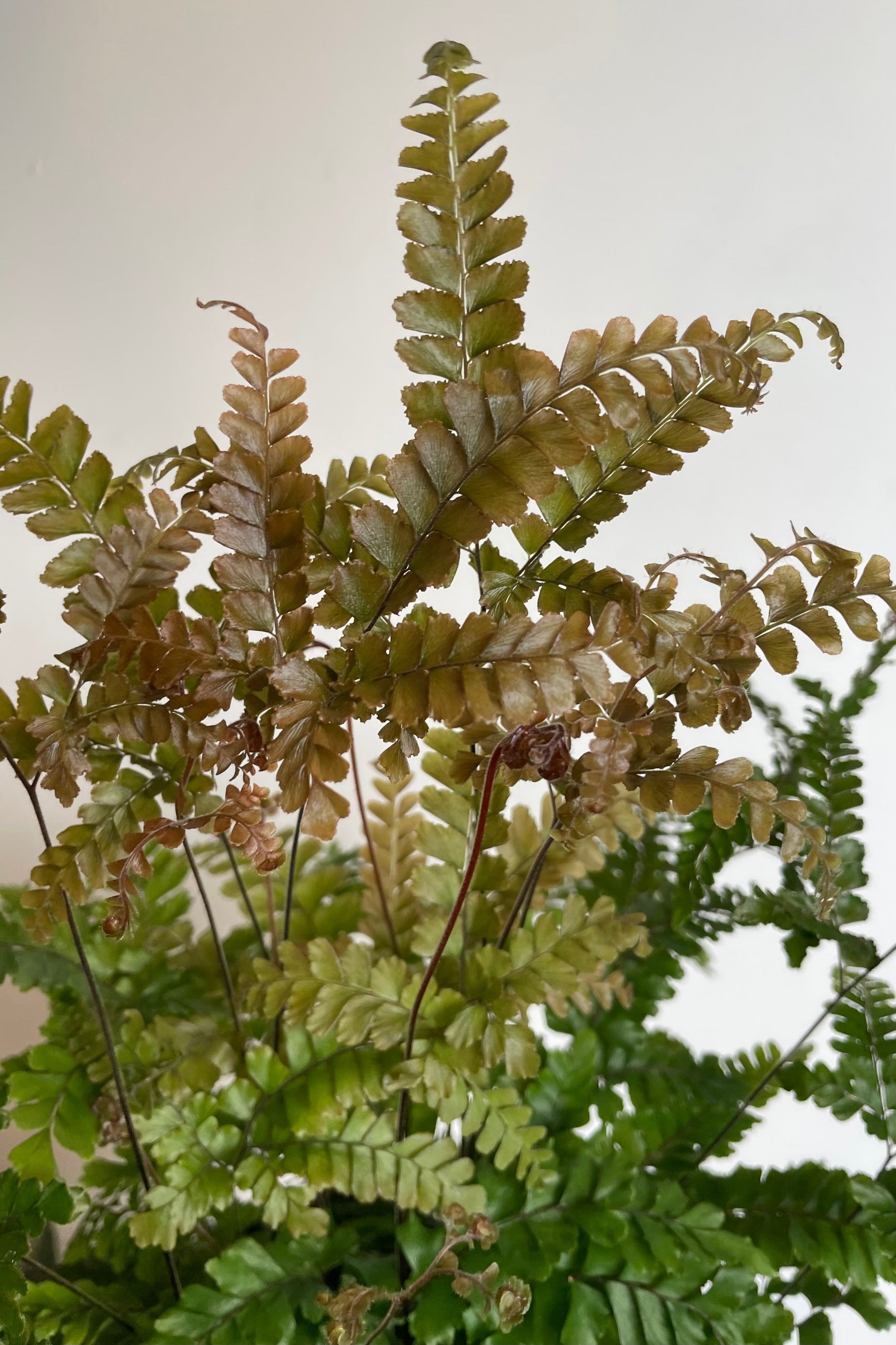 Detail photo of bronze new leaves of Adiantum fern against white wall ©Sprout Home