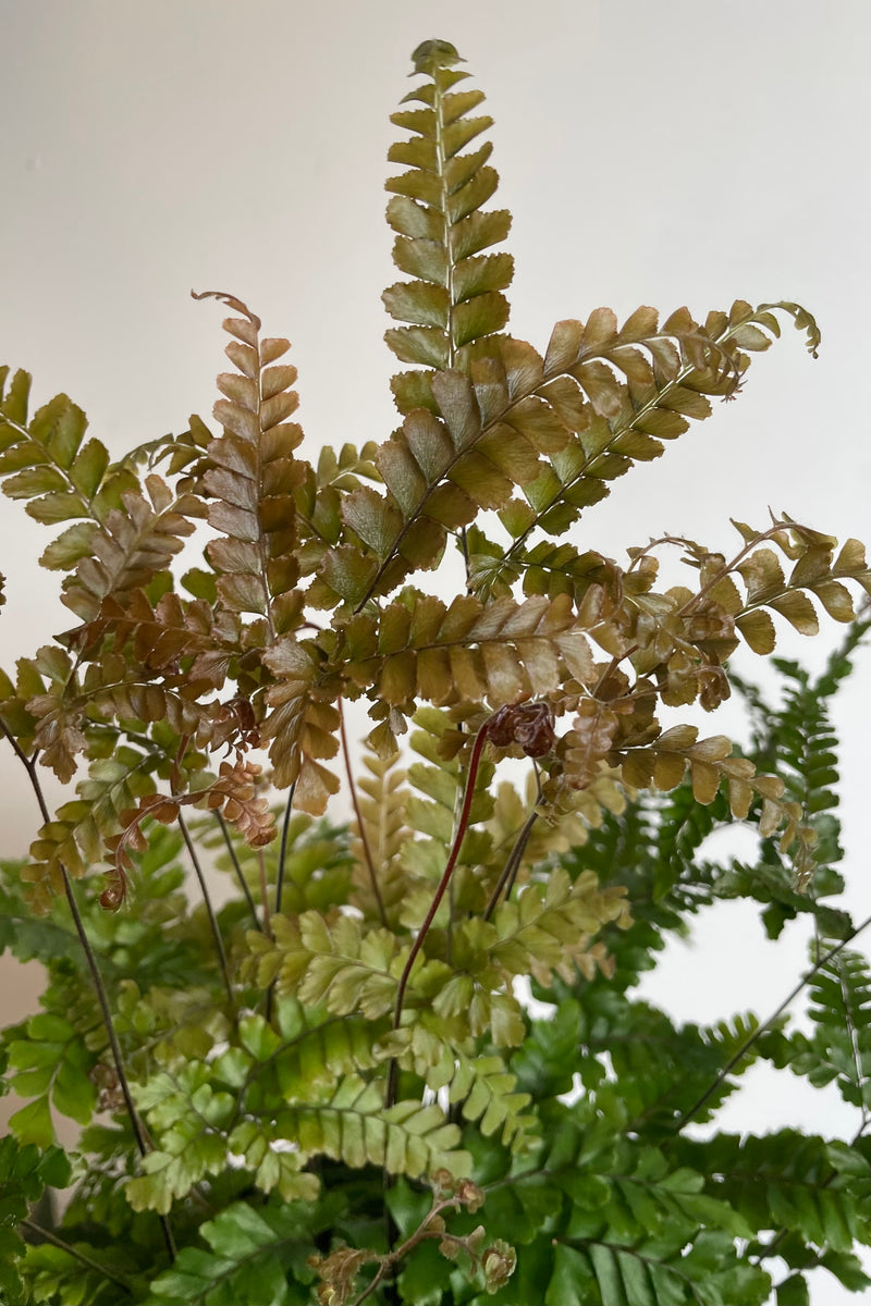 Detail photo of bronze new leaves of Adiantum fern against white wall