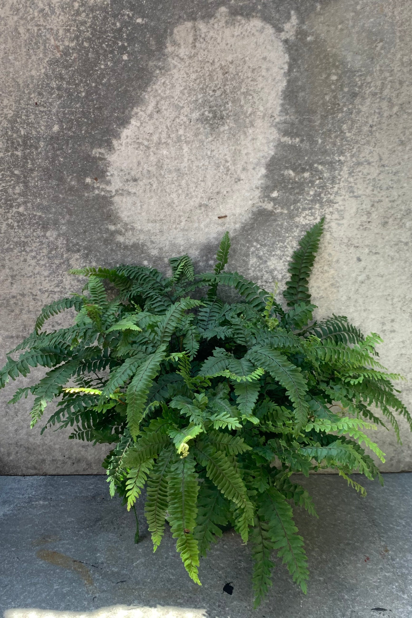 Venus Maidenhair plant in an 8 inch pot.  ©Sprout Home