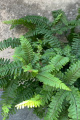 Adiantum hispidulum "Venue Maidenhair" delicate foliage detail.