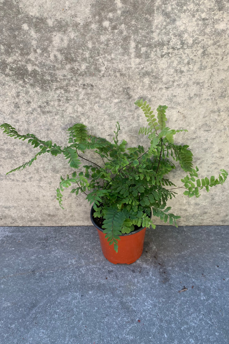 Adiantum macrophyllum fern in a 4 inch container. 