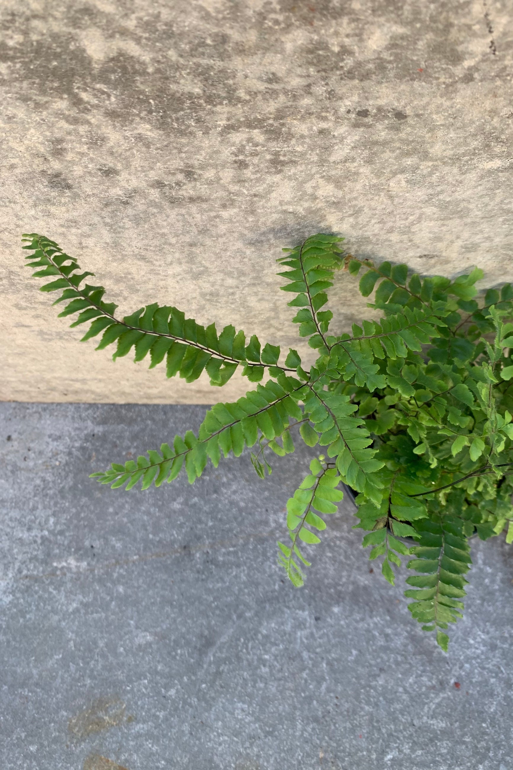 Detailed picture of the delicate leaves of the Adiantum macrophyllum. ©Sprout Home