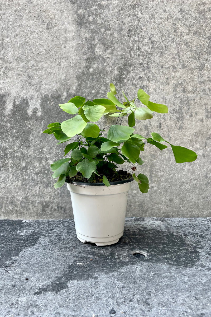 The Adiantum peruvianum sits pretty in its 4 inch pot against a grey backdrop.