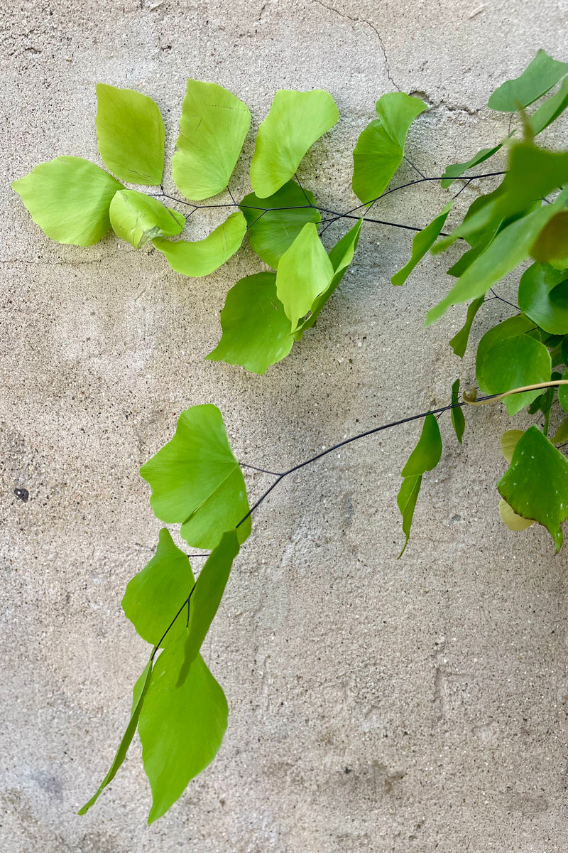 Detail of Adiantum peruvianum "Silver Dollar" 6" green vining leaves against a grey wall