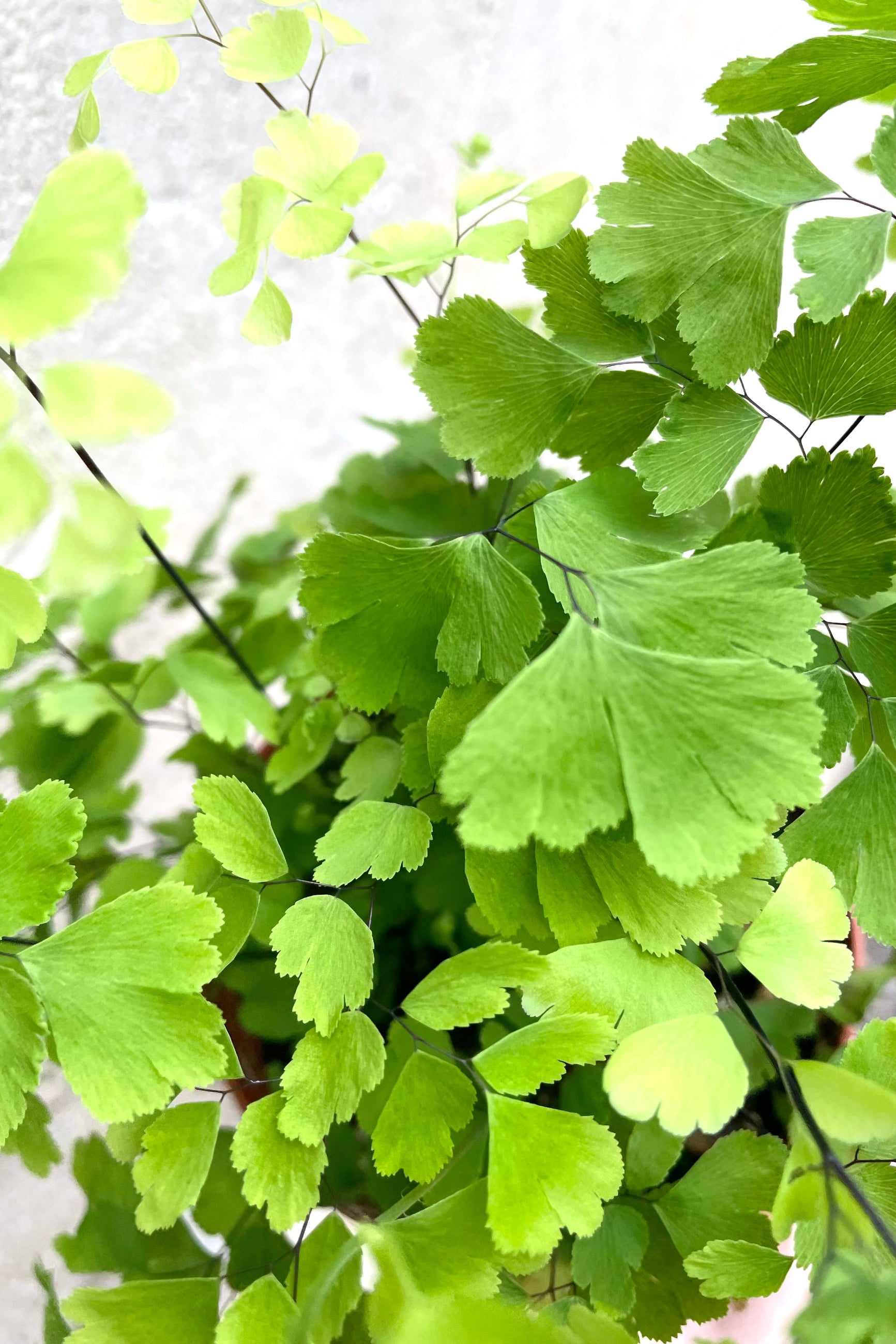 A detailed view of Adiantum raddianum "Maidenhair Fern" 4" against concrete backdrop ©Sprout Home