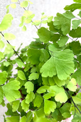 A detailed view of Adiantum raddianum "Maidenhair Fern" 4" against concrete backdrop