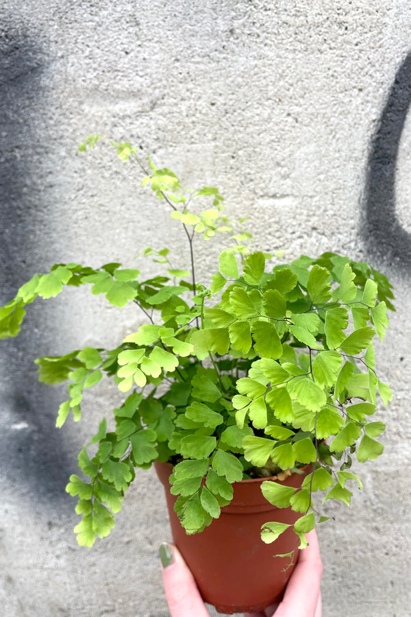 A hand holds Adiantum raddianum “Maidenhair Fern" 4" in grow pot against concrete backdrop