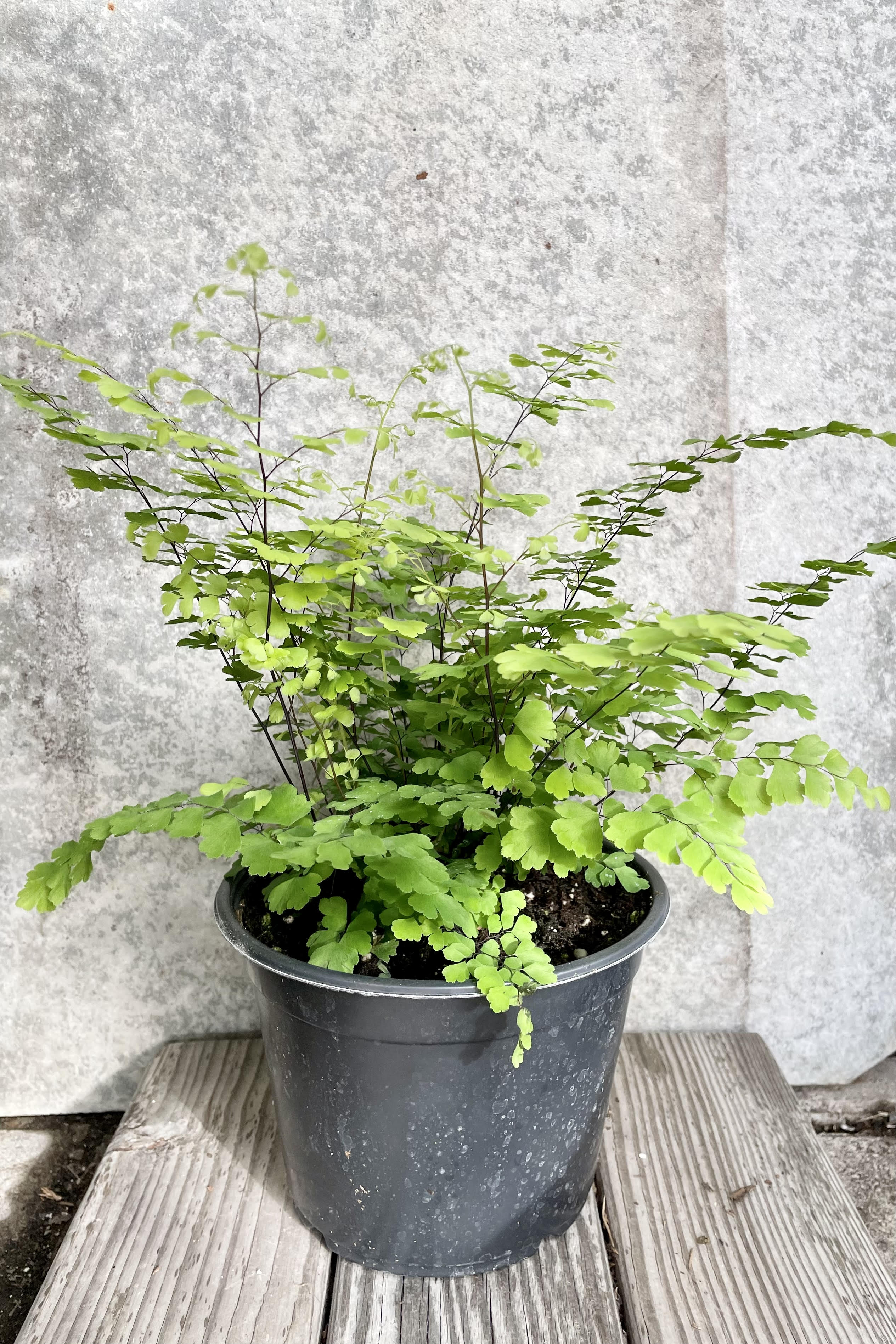 The Adiantum raddianum 'Fritz Luthi' 6" sits against a grey backdrop.