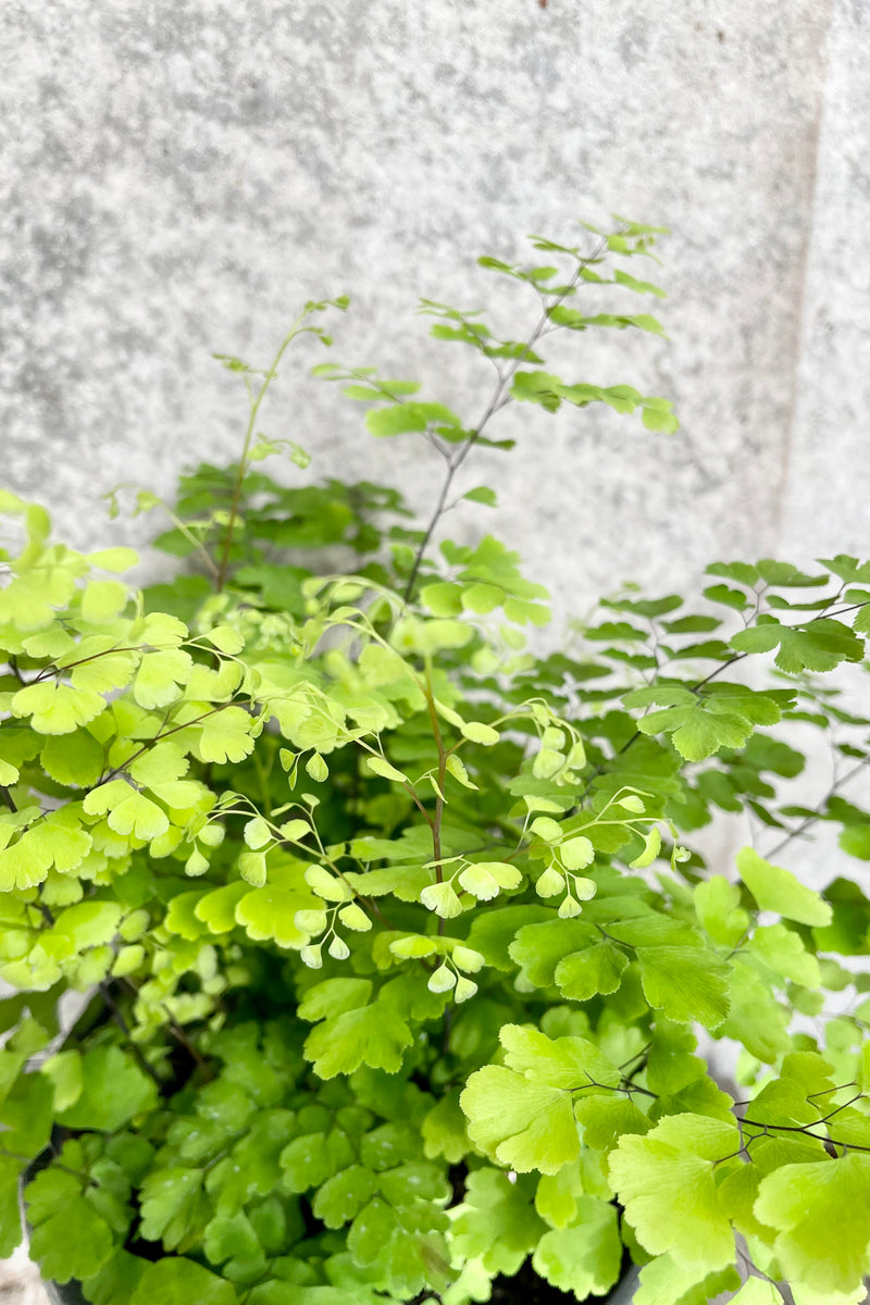 A detailed look at the foliage of the Adiantum raddianum 'Fritz Luthi' 6"
