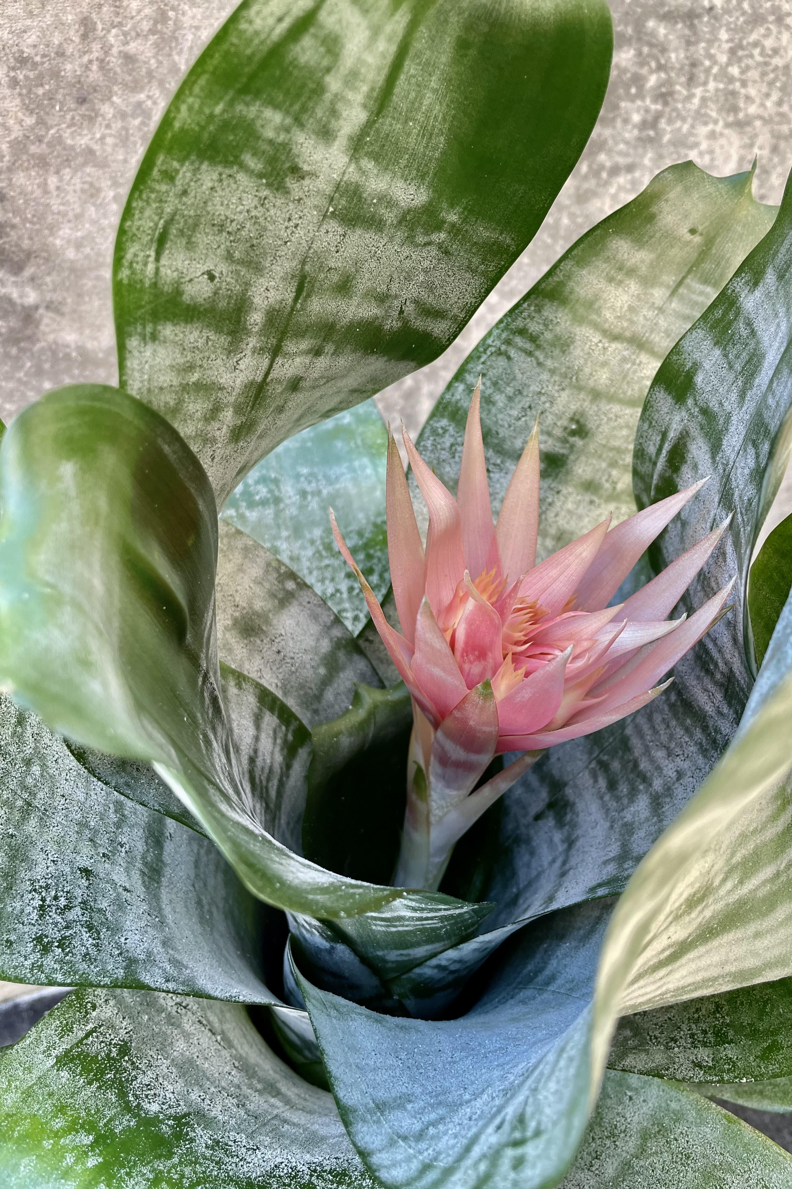 A detailed glimpse at the Aechmea fasciata 'Primera' flower.