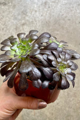 Aeonium arboretum 'Zwartkop' in a 4" growers pot and Sprout Home being held against a concrete wall. 