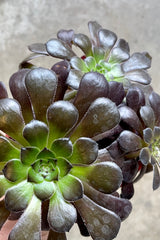 A detail picture of the dark burgundy black and green rosettes of Aeonium 'Zwartkp' at Sprout Home. 